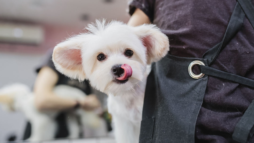 The Benefits of Grooming Your Dog Regularly