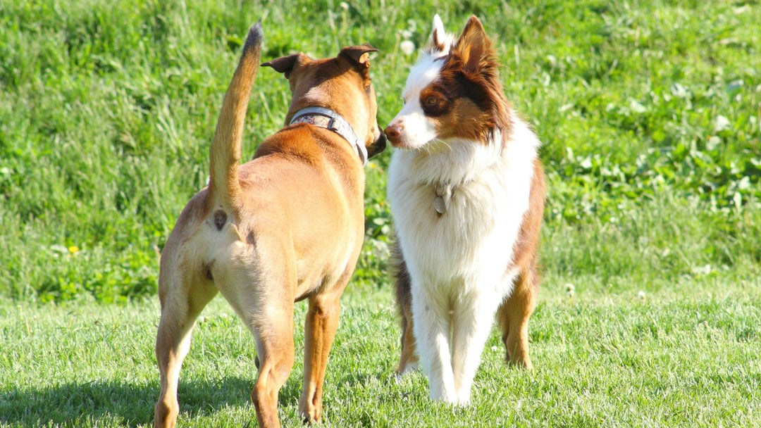 How to Introduce Your Dog to New People and Other Dogs