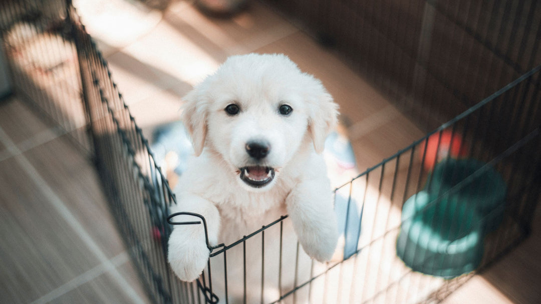 The Ultimate Guide to Potty Training Your Puppy