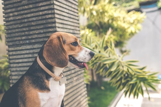 Doggy Danger - Beware These Holiday Plants