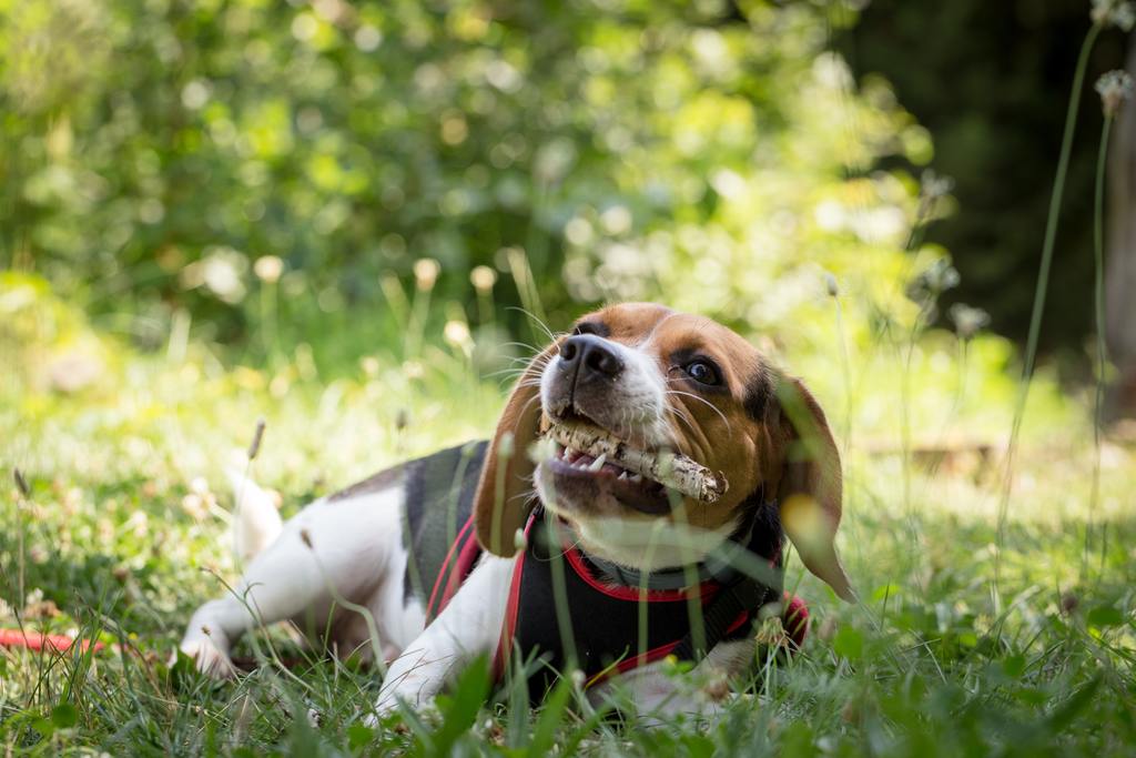 Help! My Puppy Chews on Everything!
