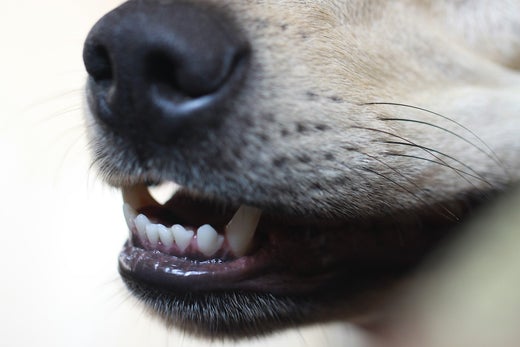 Good Dental Hygiene is a Must for Your Pet's Optimal Health