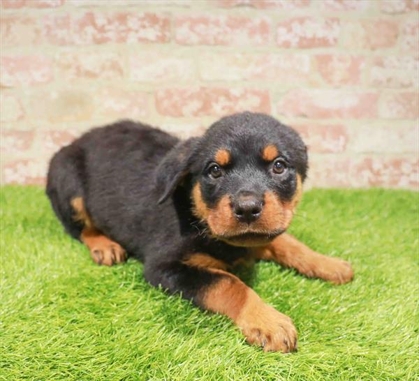 Rottweiler - 0752