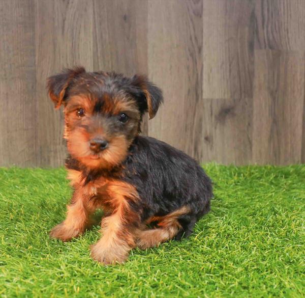 Yorkshire Terrier - 0761