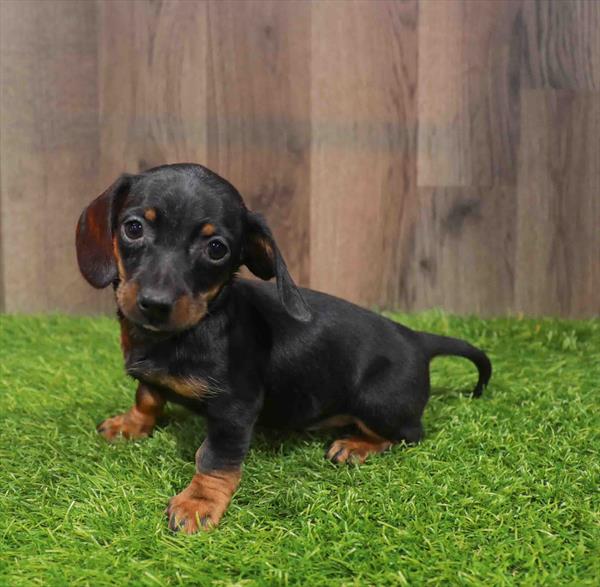 Dachshund - 0766