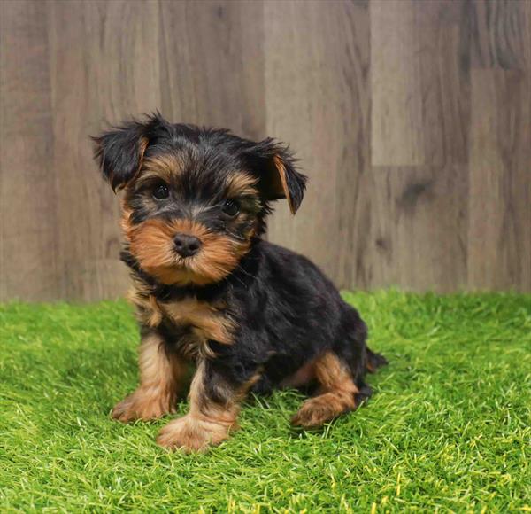Yorkshire Terrier - 0771