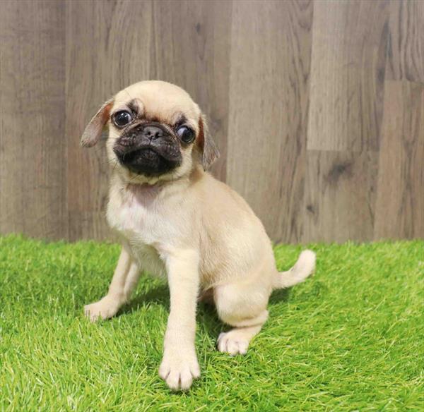 Pug - 1002
