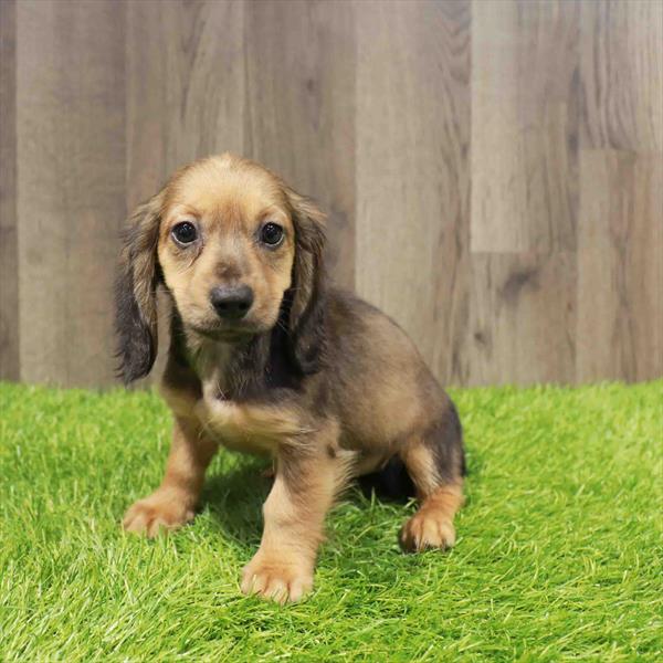 Dachshund - 1042