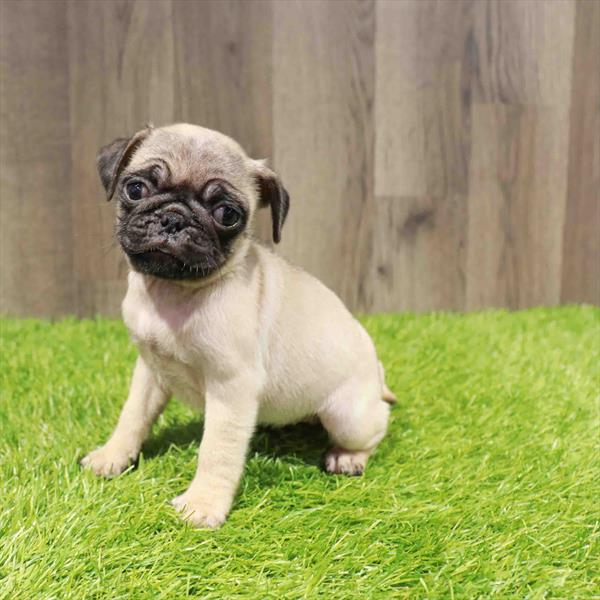 Pug - 1073