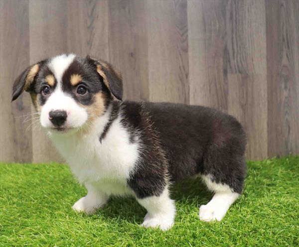 Pembroke Welsh Corgi - 1102
