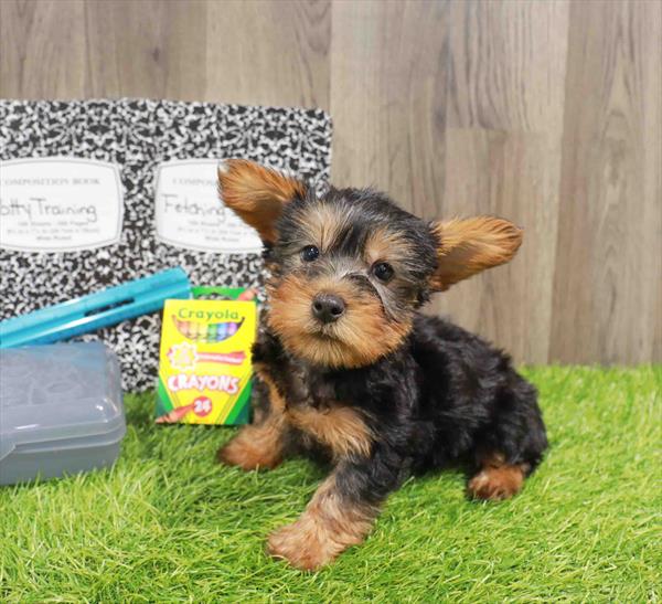 Silky Terrier - 1191