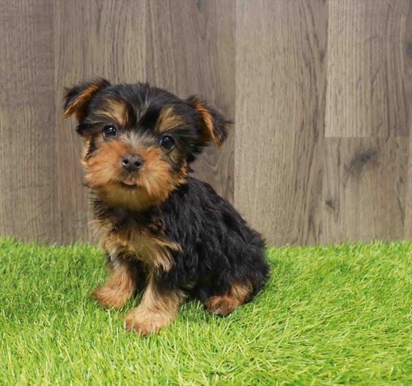 Silky Terrier - 1216