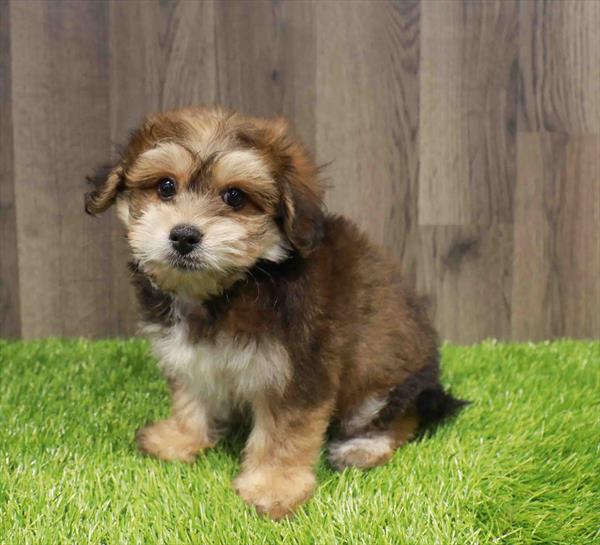 Lachon (Lhasa Apso/Bichon Frise) - 1263