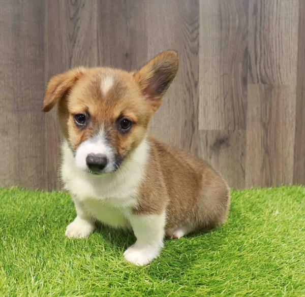 Pembroke Welsh Corgi - 1383