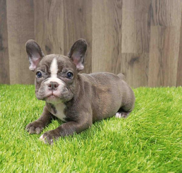 French Bulldog - 1454
