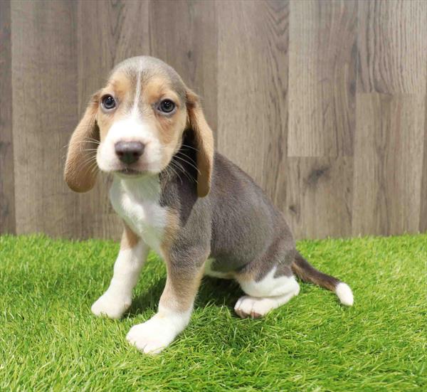 Beagle - 1523