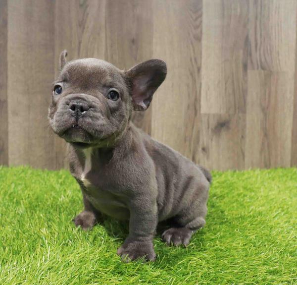 French Bulldog - 1622