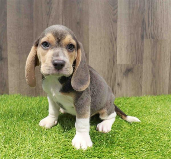 Beagle - 1686