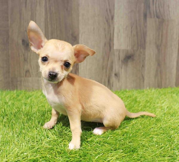 Chihuahua - 1700