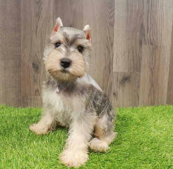 Miniature Schnauzer - 1823
