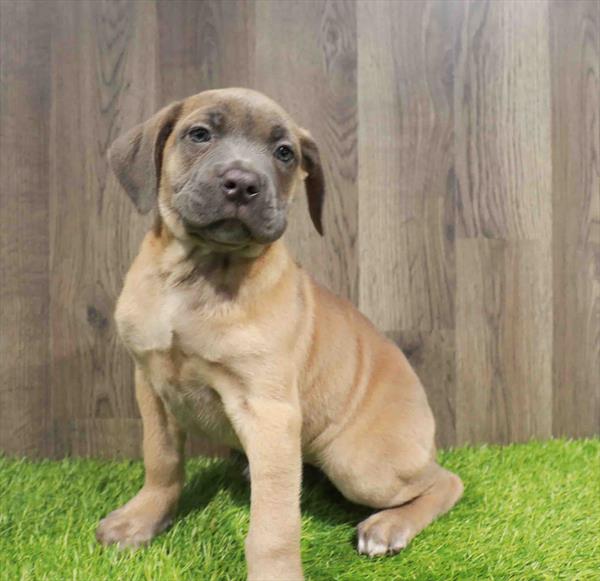 Cane Corso - 1903