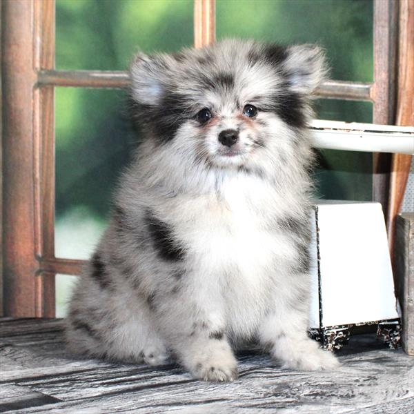 Pomeranian - 2055
