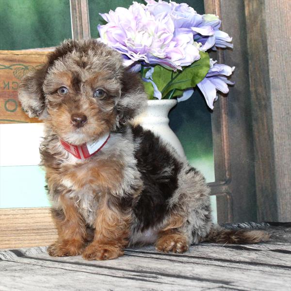 Labradoodle Mini 2 Gen (Mini Labradoodle/Poodle) - 2169