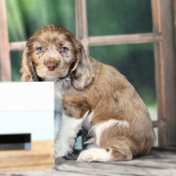 Cocker Spaniel - 2750