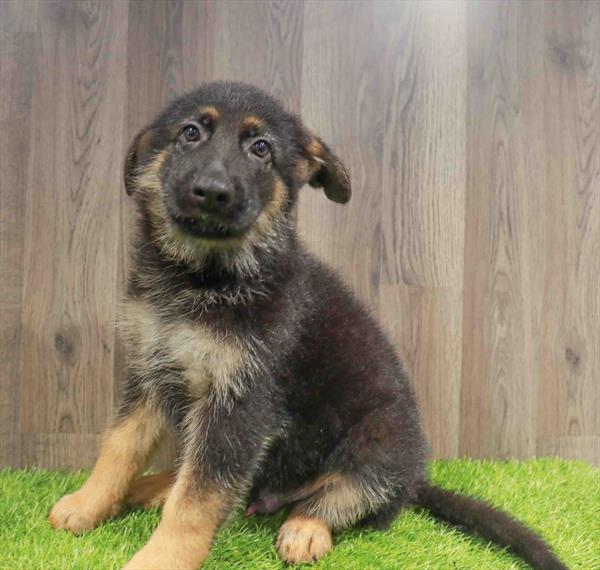 German Shepherd - 3575