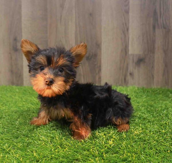 Silky Terrier - 5167