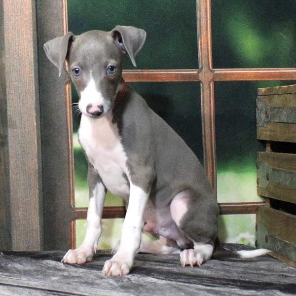 Italian Greyhound - 5297