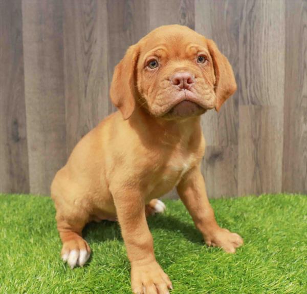 Dogue De Bordeaux - 5800