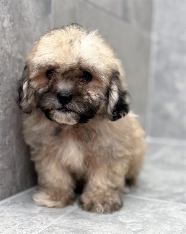 Teddy Bear (Shih Tzu/Bichon Frise) - 7552