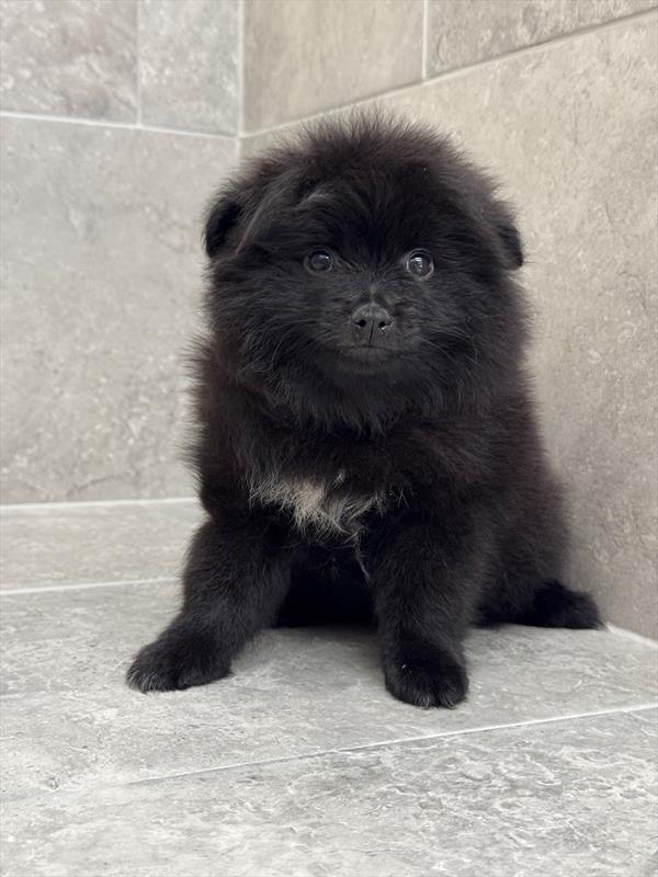 Pomeranian - 7562