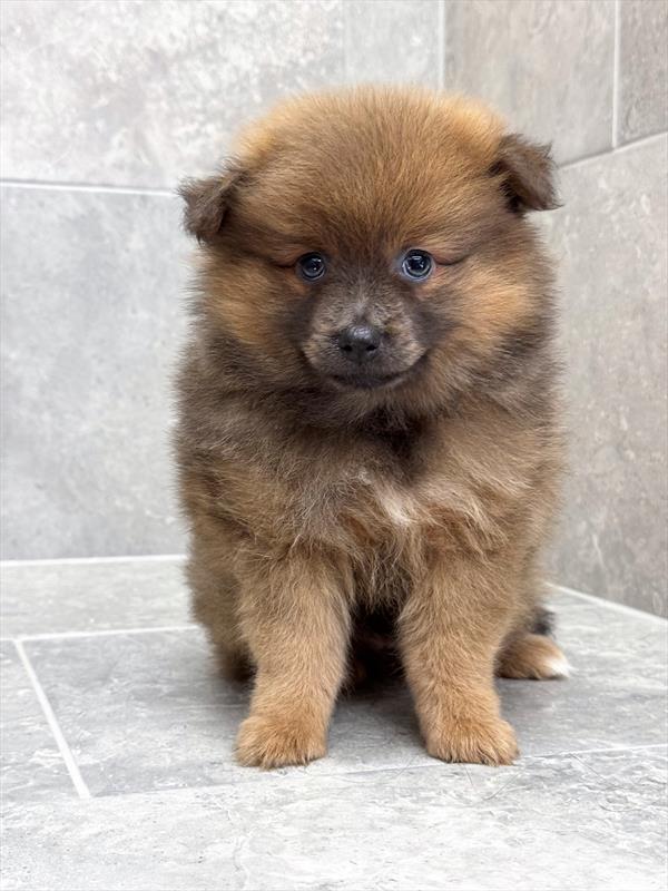 Pomeranian - 7565