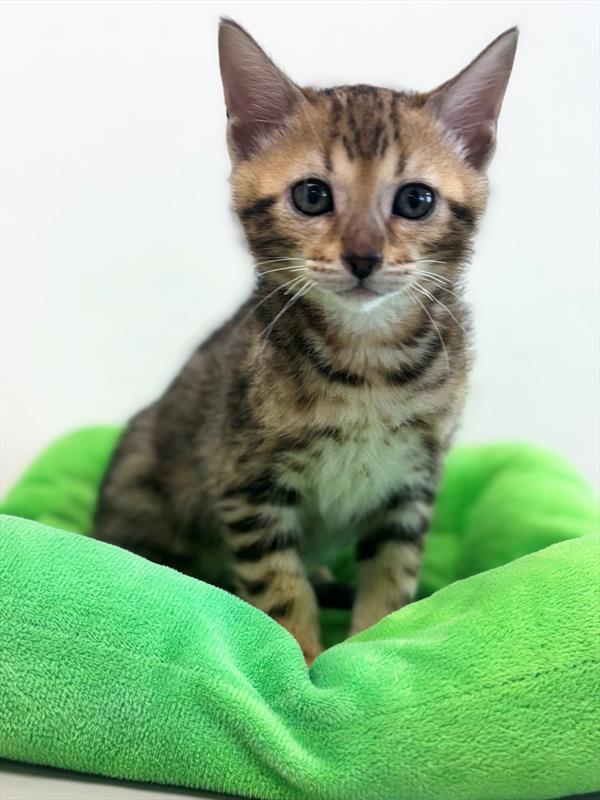 Bengal - 7708
