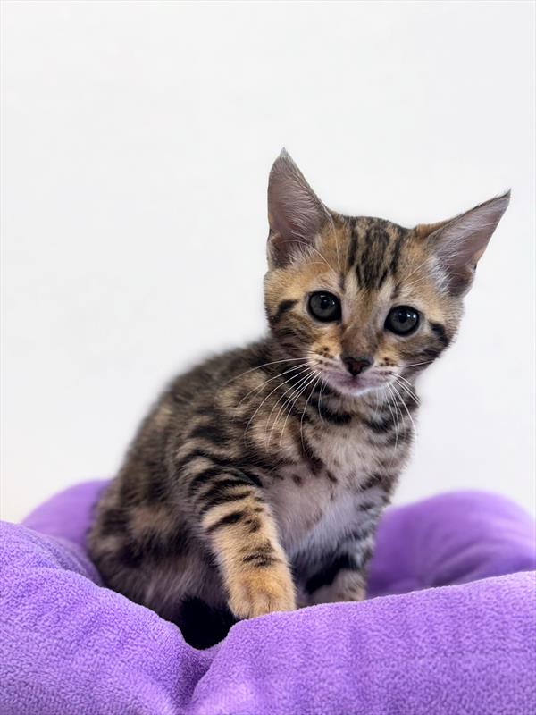 Bengal - 7709