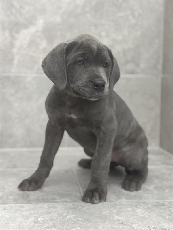 Cane Corso - 7779