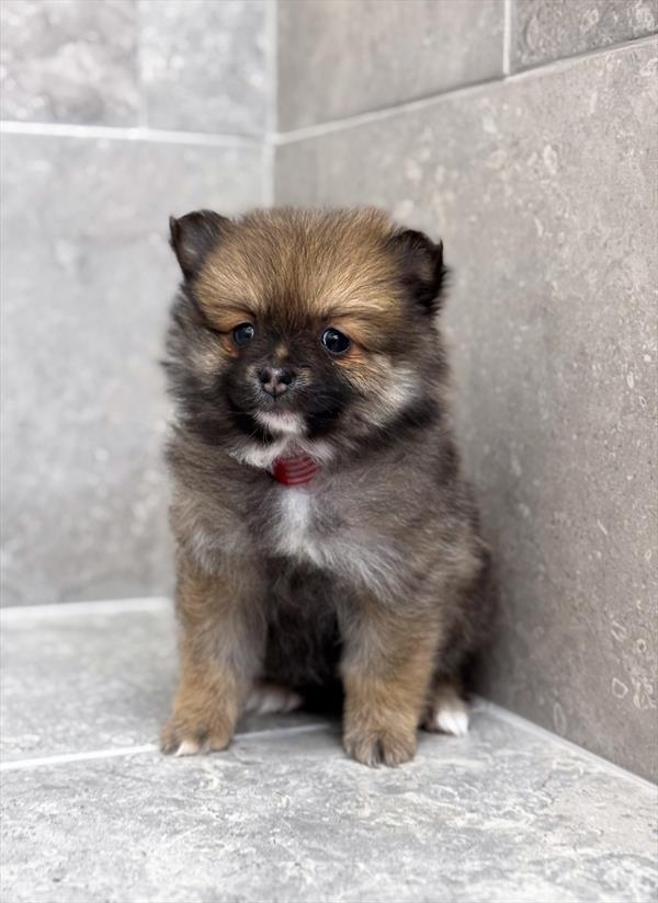 Pomeranian - 8039