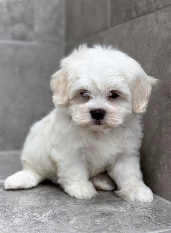 Teddy Bear (Bichon Frise/Shih Tzu) - 8049