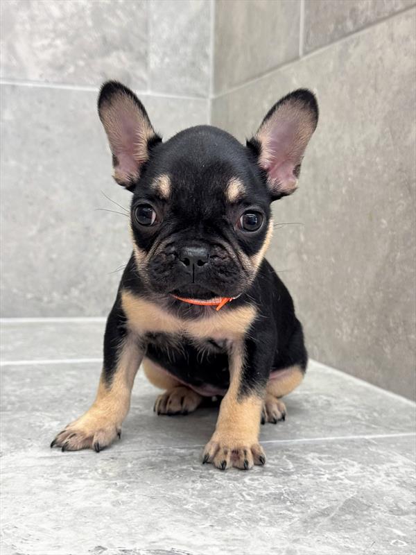 French Bulldog - 8162