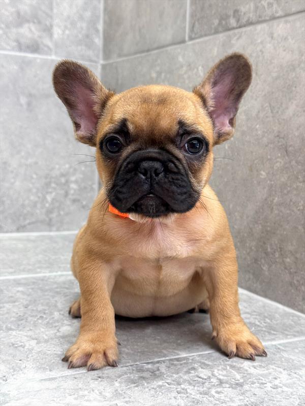 French Bulldog - 8163
