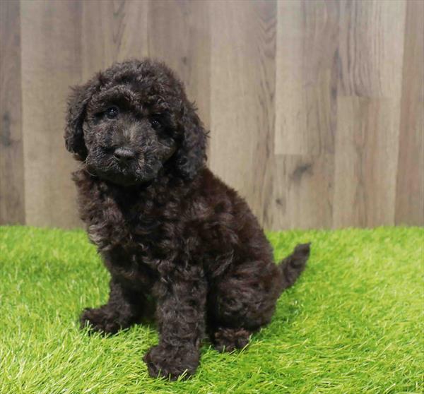 Poodle - 8188