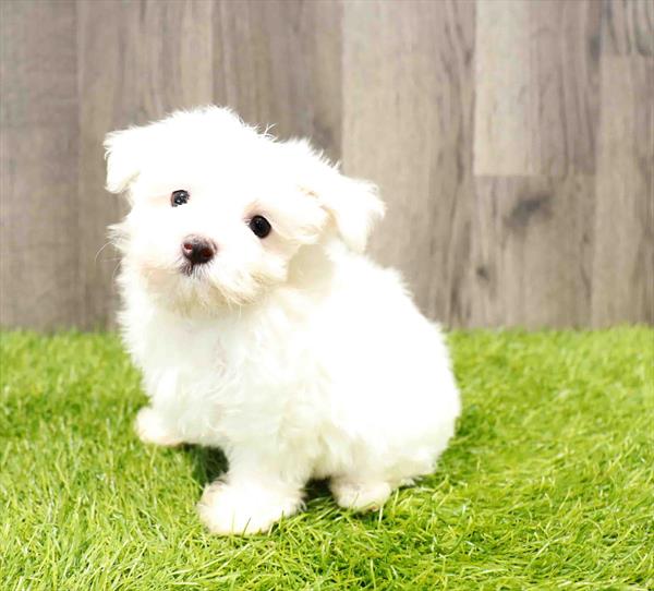 Maltese - 8254
