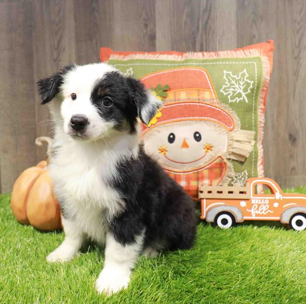 Australian Shepherd - 8335