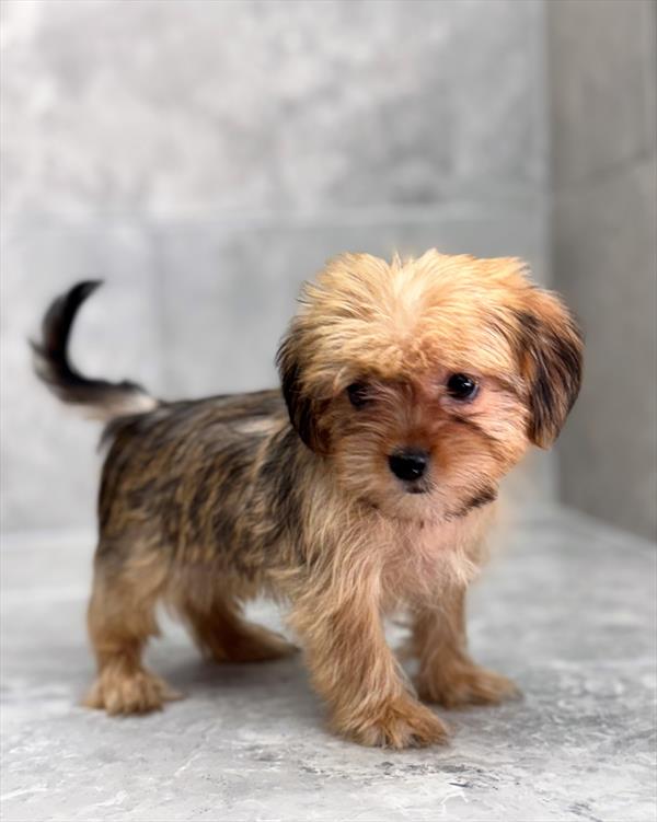 Shorkie (Shih Tzu/Yorkie) - 8338