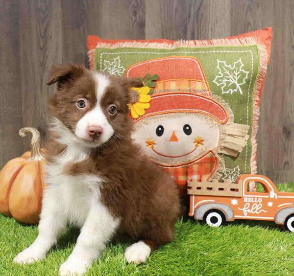 Australian Shepherd - 8340