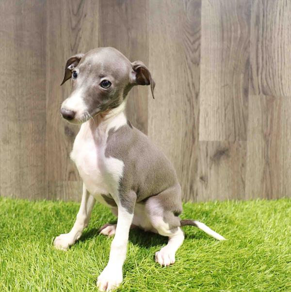 Italian Greyhound - 8362