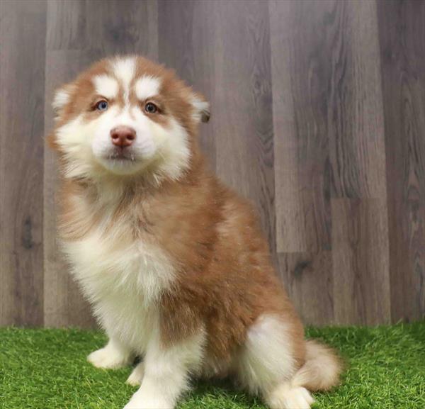 Siberian Husky - 8586