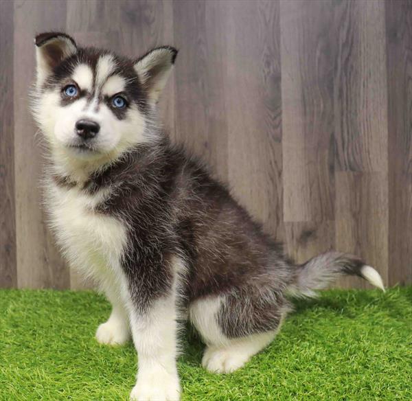 Siberian Husky - 8587